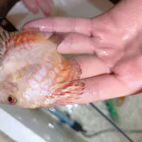 ماهی دیسکس|ماهی|اردبیل, |دیوار