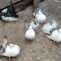 کبوتر دم چتری نر|پرنده|لنگرود, |دیوار