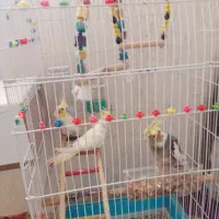 عروس هلندی|پرنده|خرمآباد, |دیوار