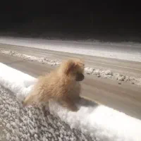 سگ پامر خرسی