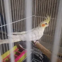 عروس هلندی پاریس|پرنده|یاسوج, |دیوار