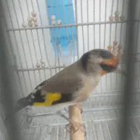 سهره دورگ|پرنده|مرودشت, مسجد رسول‎|دیوار