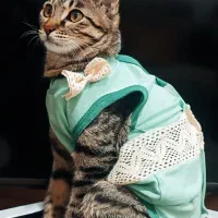 واگذاری گربه dsh