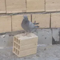 کبوتر مفلق ماده پر