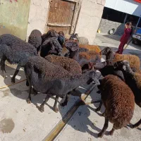 گوسفند قزل افشار