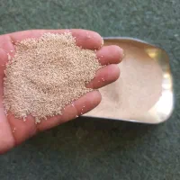 بذر گوجه ای