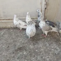 کبوتر|حیوانات|قم, چهل اختران|دیوار