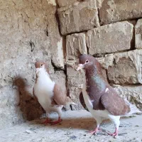 دوجفت جفتی بشرط