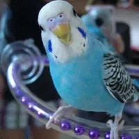 مرغ عشق گمشده