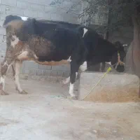 گاو هلشتاین