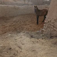 کره اسب نر آروم|حیوانات مزرعه|بجنورد, |دیوار