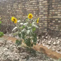 200متر-چهار-دیواری-شده-فقط-200-میلیون