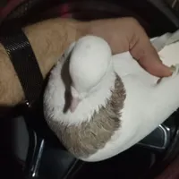 گمشده