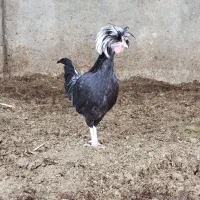 مرغ و خروس لهستانی|حیوانات مزرعه|کاشمر, |دیوار