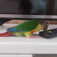 طوطی گرینچیک|پرنده|چناران, |دیوار