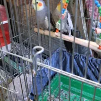 عروس هلندی خونگی