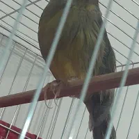 ۲تاقناری نردرشت