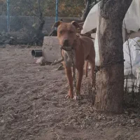 پیتبول نر|سگ|تهران, تهرانسر مرکزی|دیوار