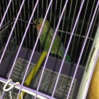 جوجه کوتوله با قفس