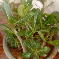 گل وگیاه|گل و گیاه طبیعی|صحنه, |دیوار