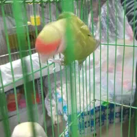 مرغ عشق|پرنده|خمینیشهر, |دیوار