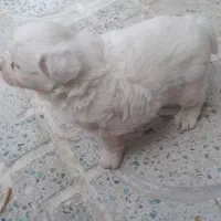 توله پاکوتاه