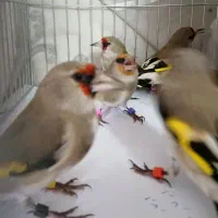 سهره  کرمانی