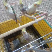 عروس هلندی