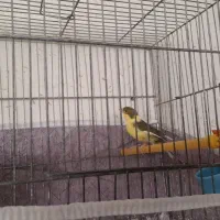 قناری قورولتی نر|پرنده|اردبیل, |دیوار