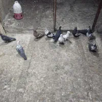 کفترجفتی تک پروندنی|پرنده|فسا, |دیوار