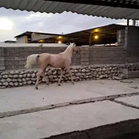 اسب