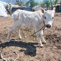 گوساله شیرخوار گاو