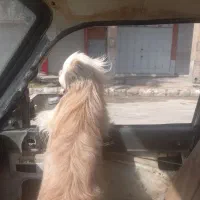 سگ پشمالو وگذار