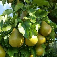 نهالستان زرینه نهال صنوبر و بادام دیر گل|خدمات باغبانی و درختکاری|لردگان, |دیوار