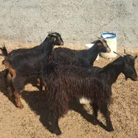 پنج عدد کهره|حیوانات مزرعه|آبپخش, |دیوار