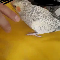 عروس هلندی نر سخنگو 4 ماهه