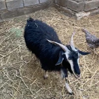 ۶ راس بز جوان گله ای ابستن دوتش دوقلو زا