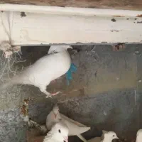 چند عدد کفتر|پرنده|مه ولات, |دیوار