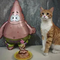 گربه گم شده