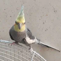 عروس هلندی نر و ماده جفت|پرنده|اصفهان, ملک‌شهر|دیوار