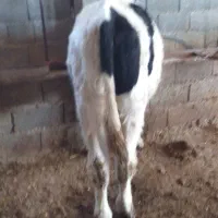 گوساله نر هلشتاین|حیوانات مزرعه|کوثر, |دیوار