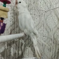 عروس هلندی البینو