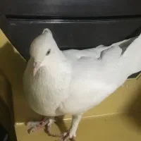 کبوتر اراکی چشم‌نوک سفید ماده معاوضه با زاغ