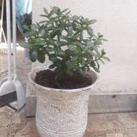 گل یشم گل عبایی با گلدان بزرگ وگلدان سفالی دیواری|گل و گیاه طبیعی|رشت, توشیبا|دیوار