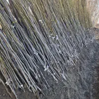 فروش عمده گردوی پیوندی چندلر، فرنور، هاوارد