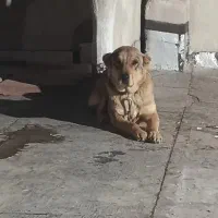 ماده عراقی سرابی  پژدر