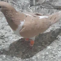 پیداشده|حیوانات|سبزوار, شرق کال میانی|دیوار