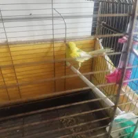 قناری زرد