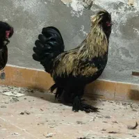 مرغ و خروس سلطان