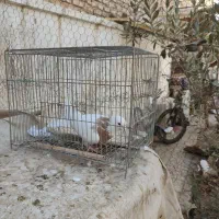 ماده طوقی زرد|پرنده|شاهینشهر, حافظ شمالی|دیوار